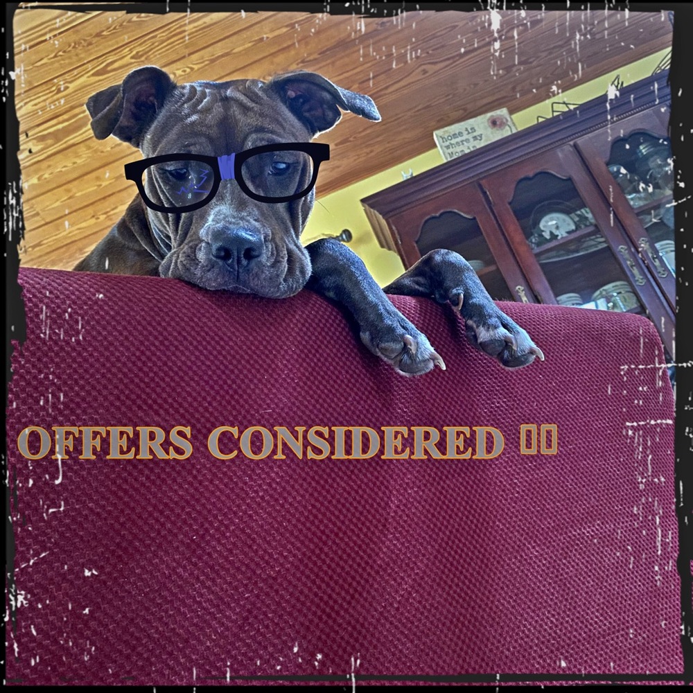 NOT FOR SALE 🐾
